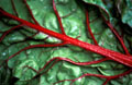 Swiss chard